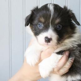 Dove (Poppy) - Blue female Pembroke Welsh Corgi puppy in Fayetteville, Arkansas from Intergalactic Corgis