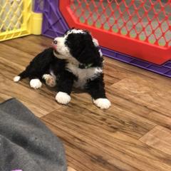 Chinese Crested and Spanish Water Dog Puppies from MilAcres Kennels