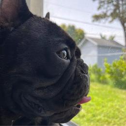 French Bulldog Puppies from Fancy Face Frenchies