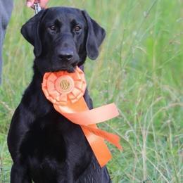 Dixie - Labrador Retriever