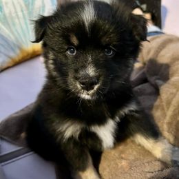 Pomsky Puppies from Michelle's Pomskies