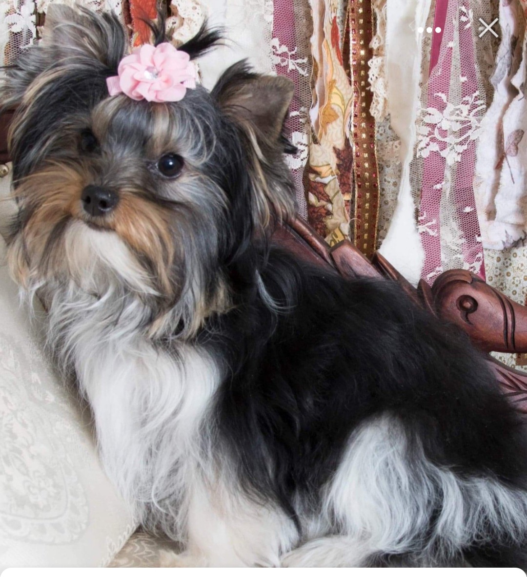 Yorkshire Terrier All Grown Up from Absolut' Parti Yorkies