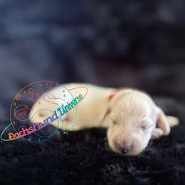 Polaris - Cream female Dachshund puppy in Peyton, Colorado from Dachshund Universe