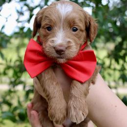 Coast - Red  male Goldendoodle puppy in Comanche, Texas from Central Texas Doodles, LLC.