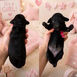 Girl 1 - Black female Poodle puppy in Calimesa, California from Teakwoodpoodleofsocal