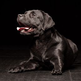 Milan - Labrador Retriever