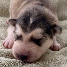 Crumpet - Gray and white female Alaskan Malamute puppy in Palmyra, Michigan from Illusion Kennel