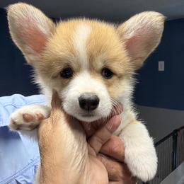 The Garden Litter - Lilac - Red female Pembroke Welsh Corgi puppy in Victoria, Texas from Clear Creek Corgis