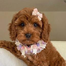 Lina - Apricot female Cavapoo puppy in Charles City, Virginia from Historic triangle doodles Charles City, Virginia
