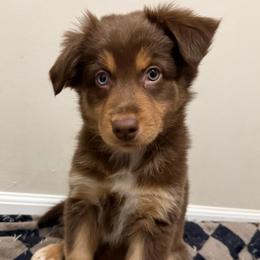 Moana - Red tri-color female Australian Shepherd puppy in East Hartford, Connecticut from CT Aussies