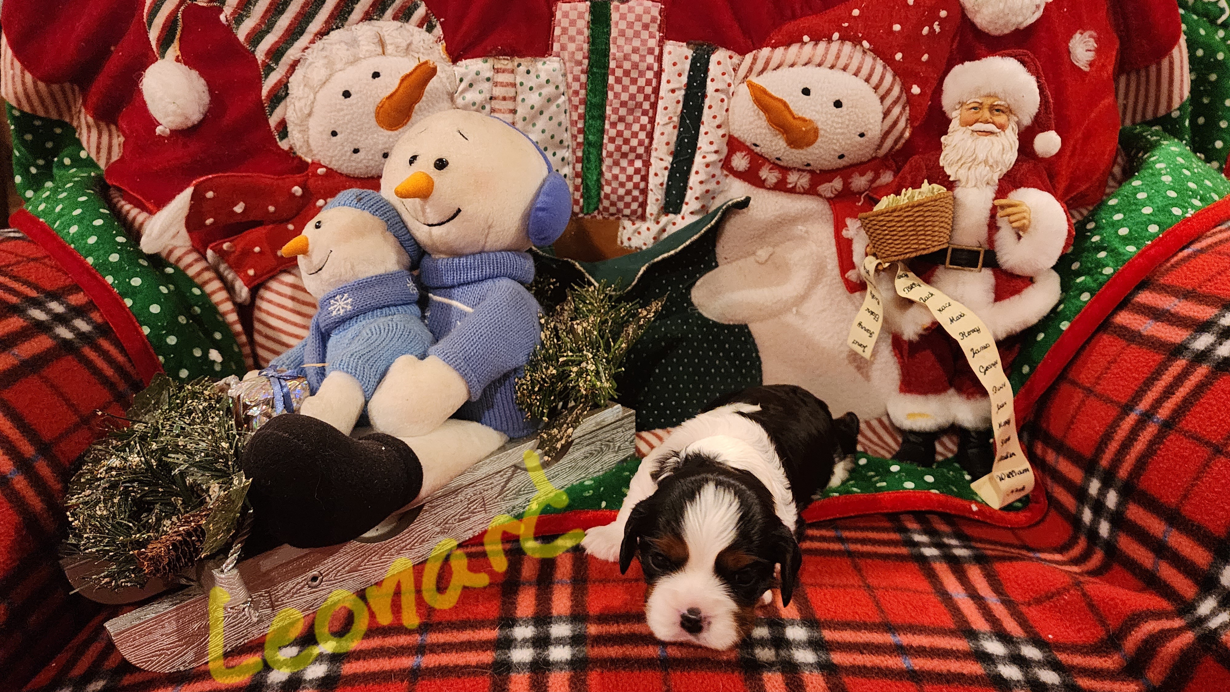 Leonard/Leo - Tri-color Cavalier King Charles Spaniel puppy in Horseheads, New York from Cory's Cavaliers
