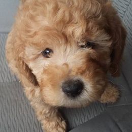 Goldendoodles from Love Our Doodles