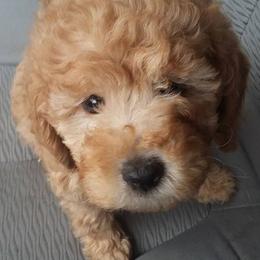 Goldendoodles from Love Our Doodles