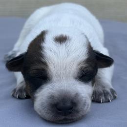Hector - Red mottled male Australian Cattle Dog puppy in Seneca, Missouri from MO Morningstar Heelers