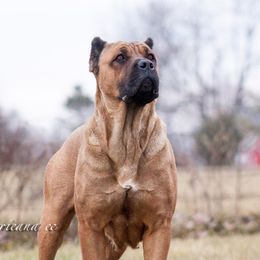 Foxy - Cane Corso
