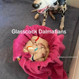 Dalmatian Puppies from Glasscock Dalmatians