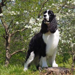 Noir - English Springer Spaniel