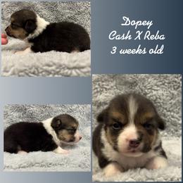 Dopey - Black and tan male Pembroke Welsh Corgi puppy in Stephenville, Texas from Rising JM Pembrokes