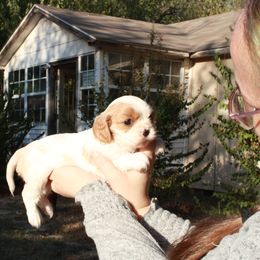Cavalier King Charles Spaniel Puppies from Critter's Cottage Cavaliers