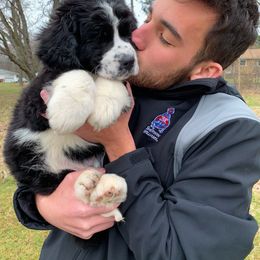 Bernedoodle Puppies from Buckingham's Bernedoodle Buddies