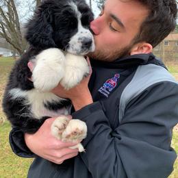 Bernedoodle Puppies from Buckingham's Bernedoodle Buddies