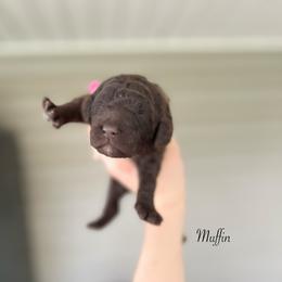 Muffin - Chocolate female Goldendoodle puppy in Taylorsville, Georgia from Sweet Southern Doodles