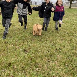 Goldendoodle Puppies from Golden Paws Farm