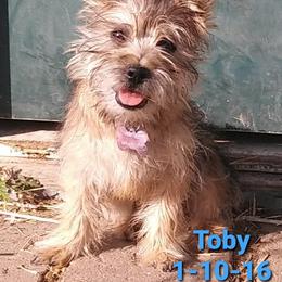 Cairn Terrier Puppies from Elam Acres Cairn Terriers