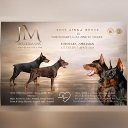 Doberman Pinscher puppies from JM Dobermans