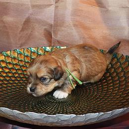 Rocket - Red sable male Havanese puppy in Salt Lake City, Utah from Steal Your Heart Havanese