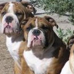 Bulldogs from Deserthawk Bulldogs