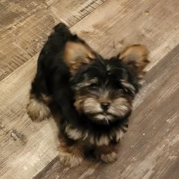 Ivy - Yorkshire Terrier