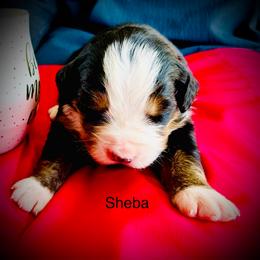 Sheba OFA - Black rust and white female Bernese Mountain Dog puppy in Strasburg, Ohio from Lois Allison