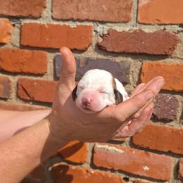 Snoopy - Mahogany and white female Basset Hound puppy in Bellaire, Ohio from Blessed Bassets