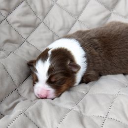Australian Shepherd Puppies from NorthRidge Australian Shepherds