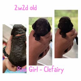 Boykin Spaniel Puppies from Camelot Creek Kennels