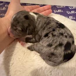 Girl 1 - Blue merle female Aussiedoodle puppy in Martin County, Florida from Biggie Ranch