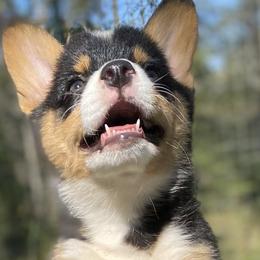 Karakachans and Pembroke Welsh Corgis from Rock Solid Ranch