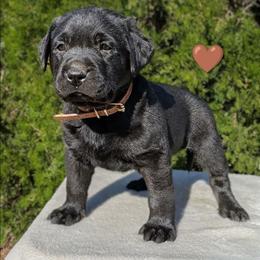 Brown Collar - Black male Labrador Retriever puppy in Yucca Valley, California from Beachn Ranch