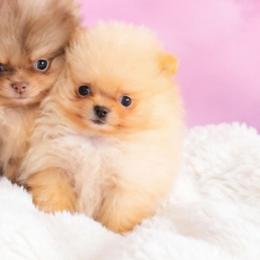 King - Cream male Pomeranian puppy in Los Angeles, California from Pommies of LA