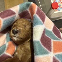 Goldendoodle Puppies from Betsy-Doodles
