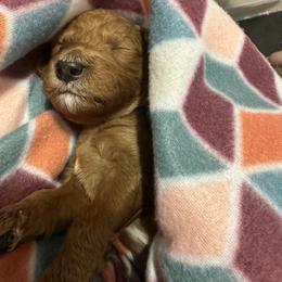 Goldendoodle Puppies from Betsy-Doodles