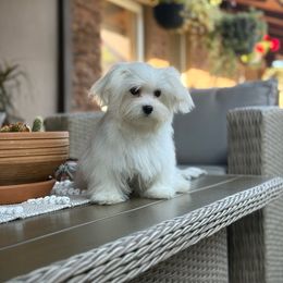 Boy 2 - White male Maltese puppy in Chicago, Illinois from Leona's Maltese
