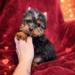 Scarlet - Black and tan female Yorkshire Terrier puppy in Daleville, Indiana from Monarch Yorkshire Terriers