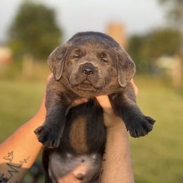 Dilute Retriever and Labrador Retriever Puppies from Hedge Lane Labradors