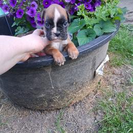 Boy 2 - Fawn male Boxer puppy in Pikeville, Kentucky from Boxers of Whispered Wishes