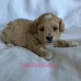 Flora - Cream female Shichon puppy in De Pere, Wisconsin from Kinzor Kennels