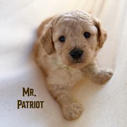 Mr. Patriot - Apricot male Goldendoodle puppy in Sacramento, California from Dandy Doodles Goldendoodles