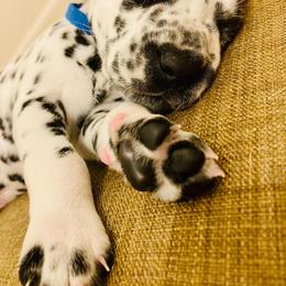 Dalmatian Puppies from Dalmatian Vacation