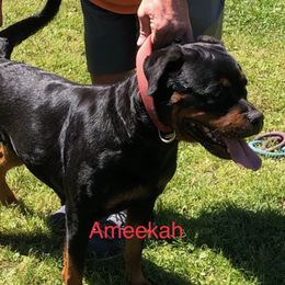 Ameekah - Rottweiler